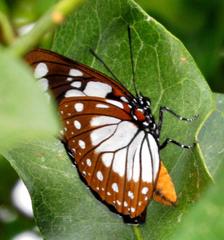 Charaxes wakefieldi