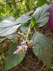 Plectranthus ecklonii
