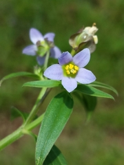 Exacum quinquenervium