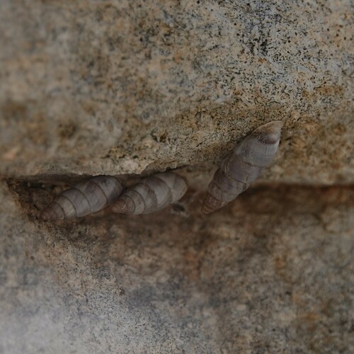 Solatopupa similis, Av. Vincent Van Gogh, 13210 Saint-Rémy-de-Provence, France, photo 7 of 10