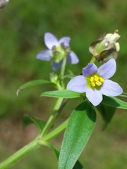 Exacum quinquenervium