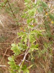 Vachellia swazica
