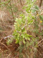Vachellia swazica