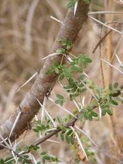 Vachellia swazica