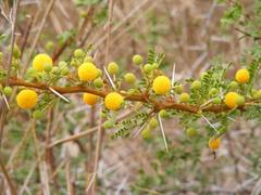 Vachellia swazica