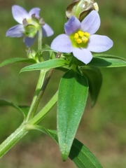 Exacum quinquenervium