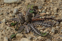 Sonchus novae-zelandiae