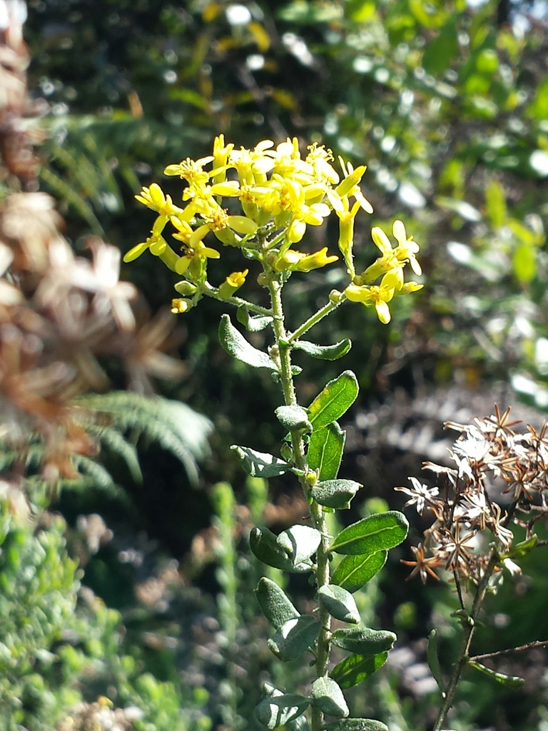 Hubertia myrtifolia