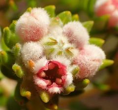 Phylica purpurea floccosa