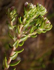 Phylica purpurea floccosa