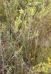 Phylica purpurea floccosa