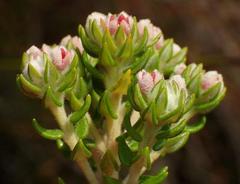 Phylica purpurea floccosa
