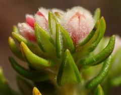 Phylica purpurea floccosa