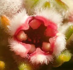 Phylica purpurea floccosa