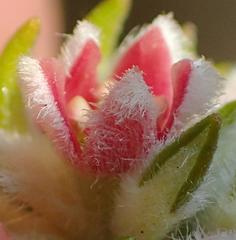 Phylica purpurea floccosa