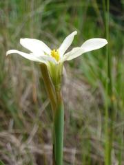Moraea britteniae