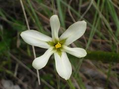 Moraea britteniae