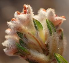 Phylica purpurea floccosa