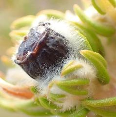 Phylica purpurea floccosa
