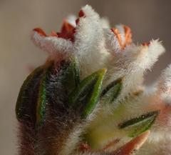 Phylica purpurea floccosa