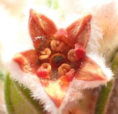 Phylica purpurea floccosa