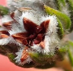 Phylica purpurea floccosa