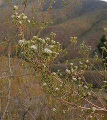 Phylica purpurea floccosa