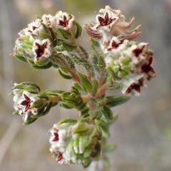 Phylica purpurea floccosa