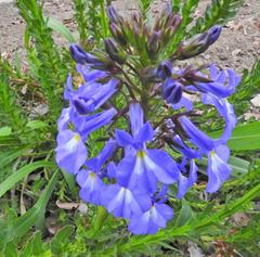 Lobelia valida