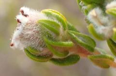 Phylica purpurea floccosa