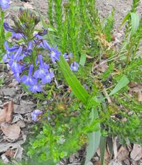 Lobelia valida