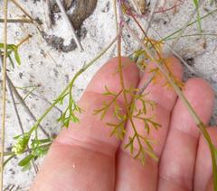 Dasispermum hispidum