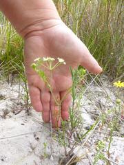 Dasispermum hispidum