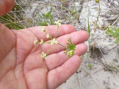 Dasispermum hispidum