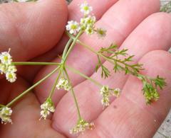 Dasispermum hispidum