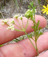 Dasispermum hispidum