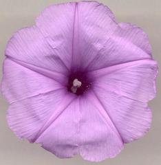 Ipomoea cairica cairica