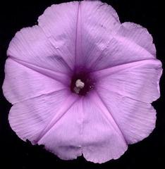 Ipomoea cairica cairica