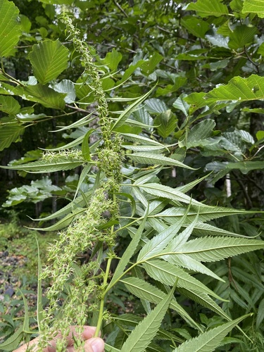Akalbir (Datisca cannabina)
