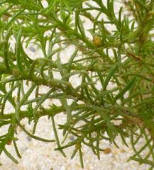 Chrysocoma coma-aurea