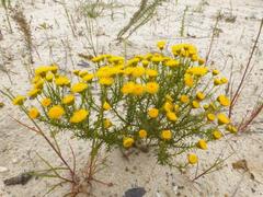 Chrysocoma coma-aurea