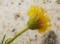 Chrysocoma coma-aurea