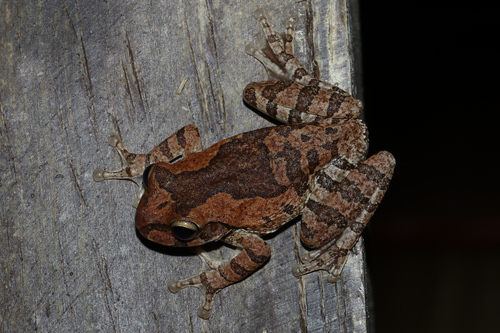 Mexican Treefrog
