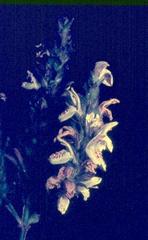 Isoglossa woodii