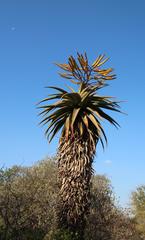 Aloe marlothii marlothii
