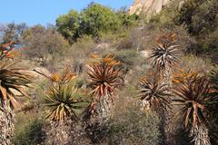 Aloe marlothii marlothii