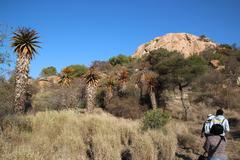 Aloe marlothii marlothii