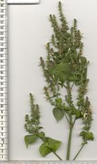 Isoglossa woodii