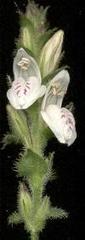 Isoglossa woodii
