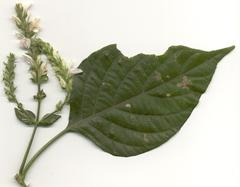 Isoglossa woodii